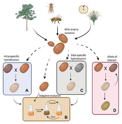 Wild Yeast for the Future: Exploring the Use of Wild Strains for Wine and Beer Fermentation